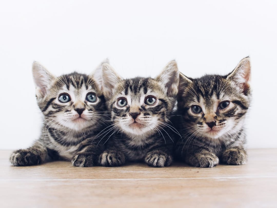 When do kittens’ eyes change color?